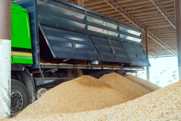 Росстат понизил оценку урожая зерновых в РФ до 120,6 млн тонн